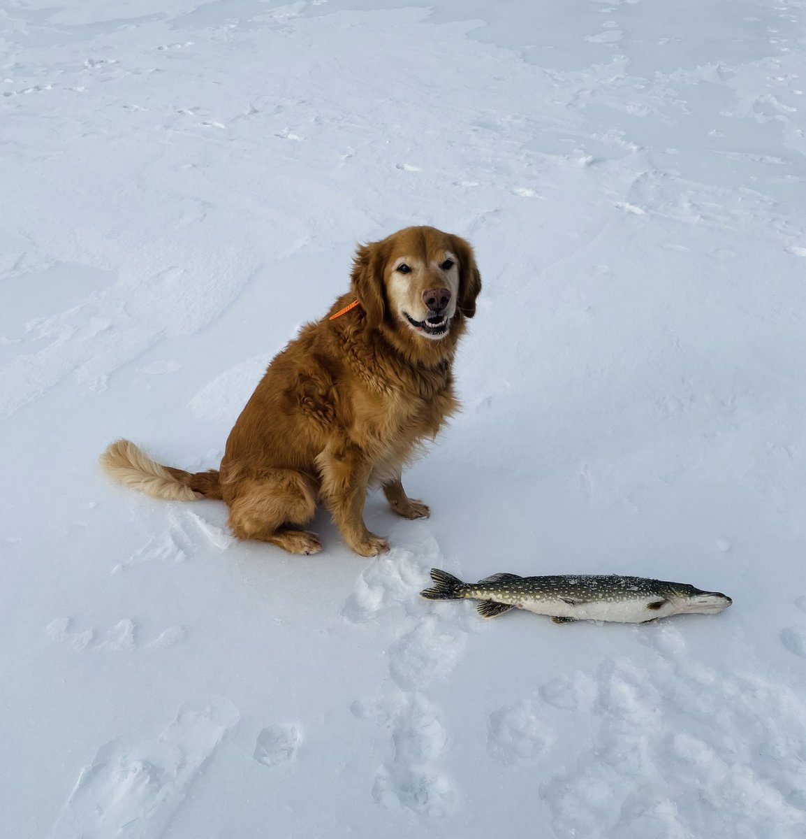 tonOapples's tweet photo. @TheGoldenRatio4 Caesar the Ice Fisherdog https://t.co/oCJIXgyH73