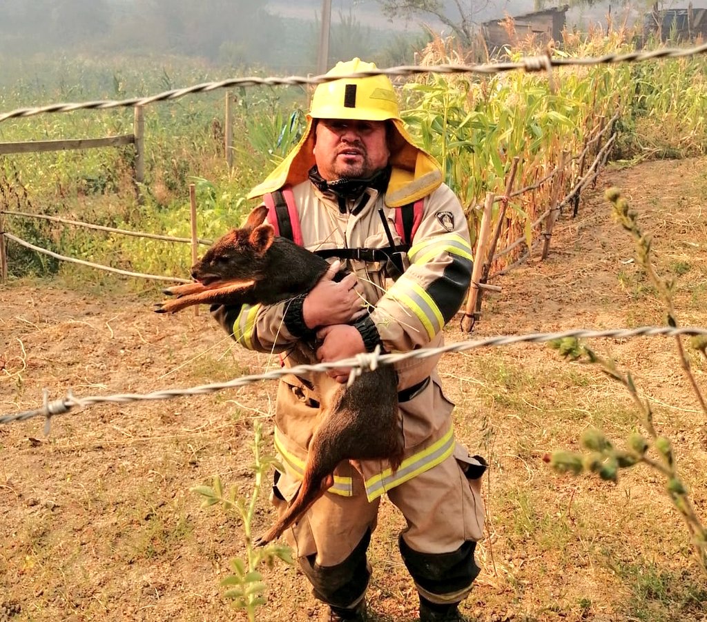 BomberosdeChile's tweet image. 𝗥𝗘𝗦𝗖𝗔𝗧𝗘 | Bomberos de la Octava Compañía de Concepción, rescataron durante la tarde de ayer a un pudú mientras trabajaban en la extinción de un incendio forestal en el sector Juan Chico.