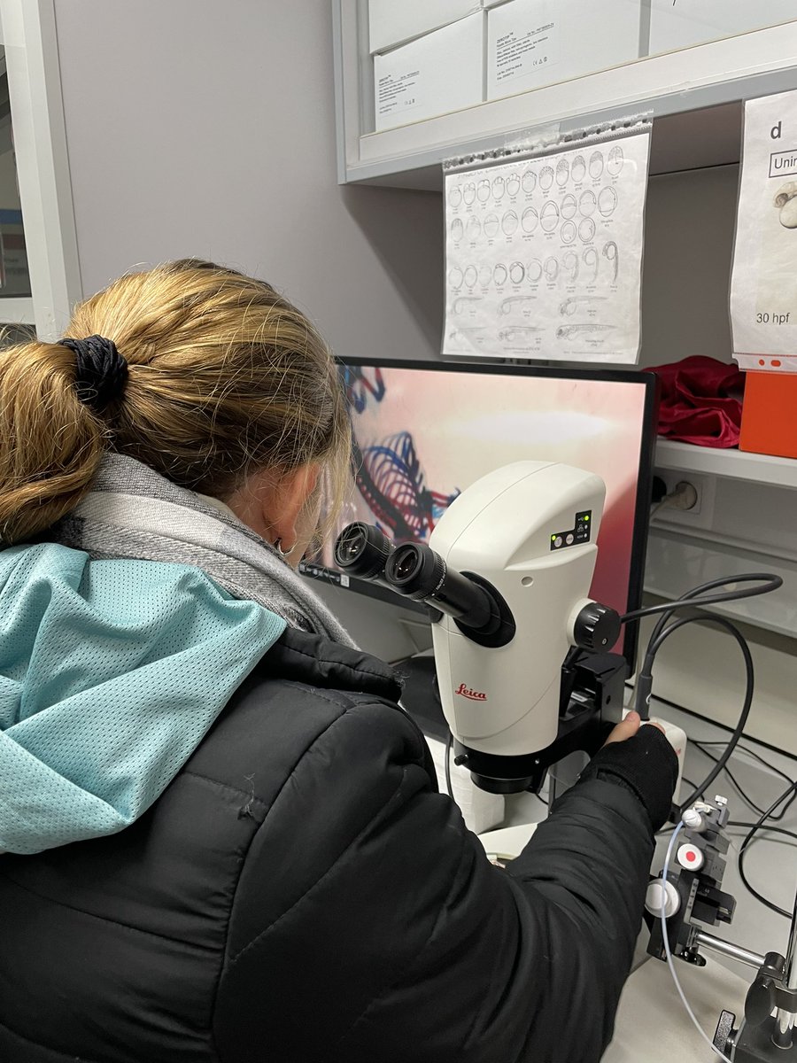 CABD_UPO_CSIC's tweet photo. Hoy hemos recibido al alumnado de 4 ESO del @ies_alvareda! Han podido aprender lo que estudiamos en este centro de investigación, conocer las unidades de proteomica y genómica funcional y distintos organismos modelos! 🪰🐟🐸🔬 #cabdivulgacion https://t.co/9HhVPDyWhY