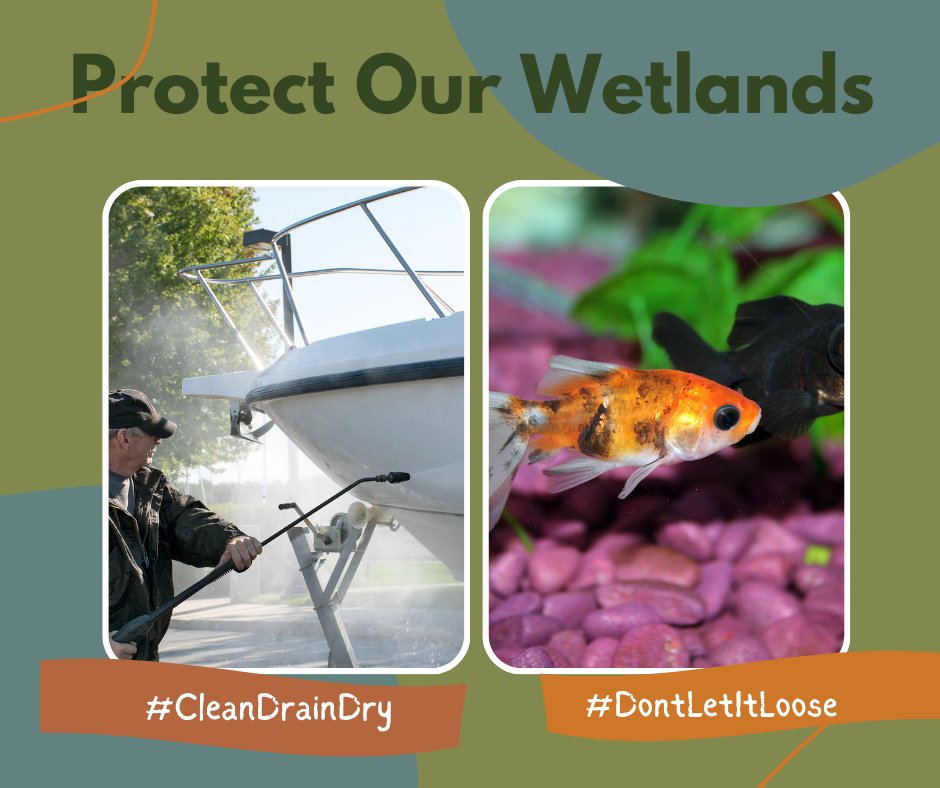 CanadaInvasives's tweet photo. #WorldWetlandsDay has passed, but protecting our vital wetlands doesn't stop there!
Always #CleanDrainDry your watercraft and never release your pets, aquarium or garden contents #DLIL
Join others who have pledged to prevent the spread of #invasives at https://t.co/sdePnYCXyl https://t.co/MUtpOE313X