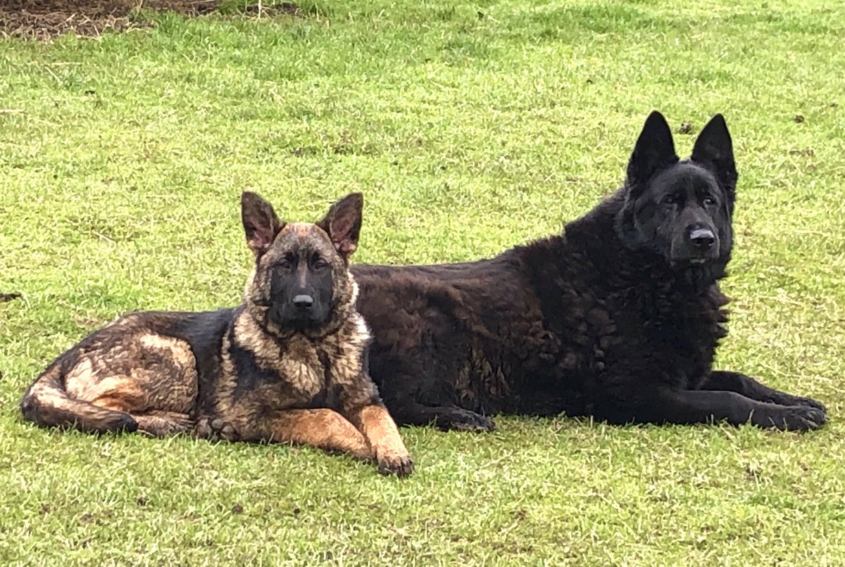 ZwartblesIE's tweet photo. A photo from March 2020 of 2 magnificent dogs.
SheWolf was a pup
I miss the Big Fellow https://t.co/w8uqfn6jGC