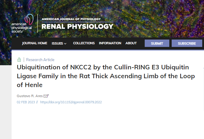 New research article alert!  The role of  cGMP-dependent increase in #NKCC2 #ubiquitination is mediated by the #Cullin-RING E3 ubiquitin ligase in Sprague Dawley TAL epithelium. Congratulations, Dr. Gustavo Ares! #kidneyInCVD <a href="/HFHypertension/">Henry Ford Hypertension and Vascular Research</a> <a href="/GradPhysiology/">WSU-Physiology</a>