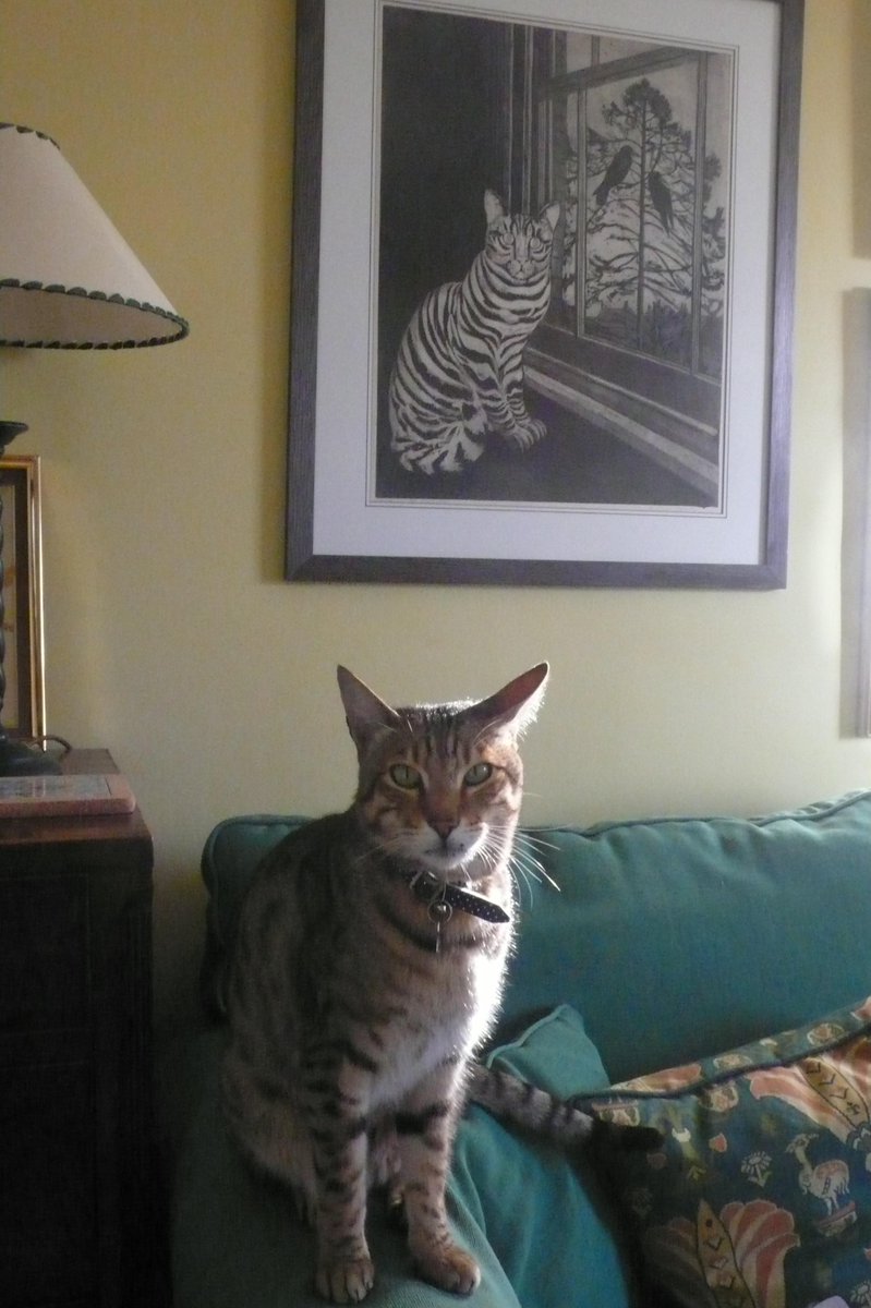 SLGardens's tweet image. Donald is 8 today and is posing for his birthday picture under Richard Bawden picture in my office. He has given us 8 years of entertainment and joy
#Cats #Birthdays #CatPrints #RichardBawden