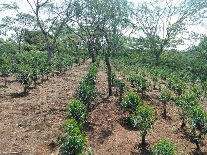 EthioMerej's tweet photo. The coffee that was tunned and stumped in Wagenye Farmers Village,in Hurumu District of Ilu Aba Bor Zone, last year is at this stage.
#Prosperity 
#Coffeetuning
#CoffeeStumping
#Increasingproductivity ! https://t.co/enk3msloTy