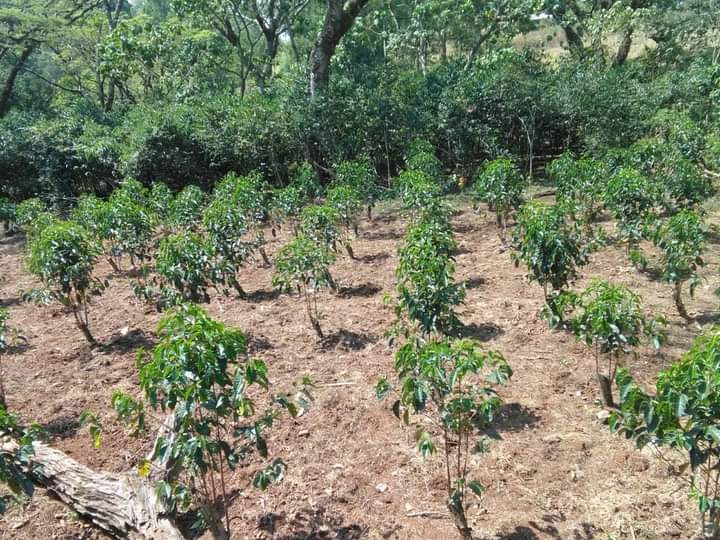 EthioMerej's tweet photo. The coffee that was tunned and stumped in Wagenye Farmers Village,in Hurumu District of Ilu Aba Bor Zone, last year is at this stage.
#Prosperity 
#Coffeetuning
#CoffeeStumping
#Increasingproductivity ! https://t.co/enk3msloTy