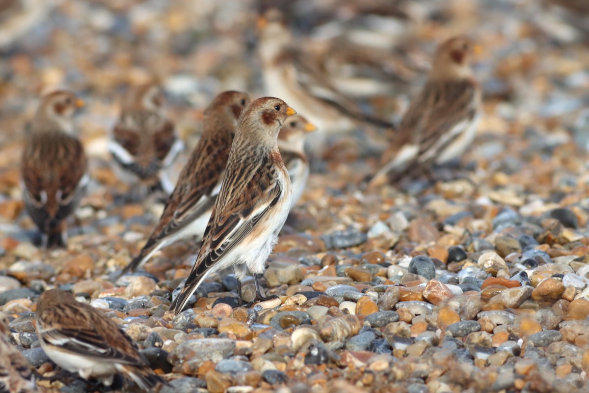 hillwatcher's tweet photo. Snow Buntings near Arnold's Marsh, Cley last week. https://t.co/LXLaWso0UC