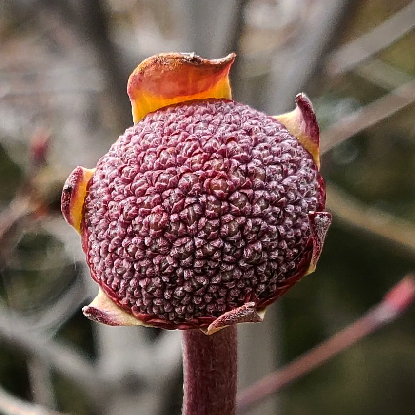 PalomarState's tweet photo. Happy Friday! Check out this Mountain Dogwood flower! 🌼 flowers emerge well before its leaves, and the large white "petals" on Dogwood flowers are actually modified leaves, called "petioles!"
#PalomarMountainStatePark #CAStateParks #SanDiego https://t.co/384YtKdlhl