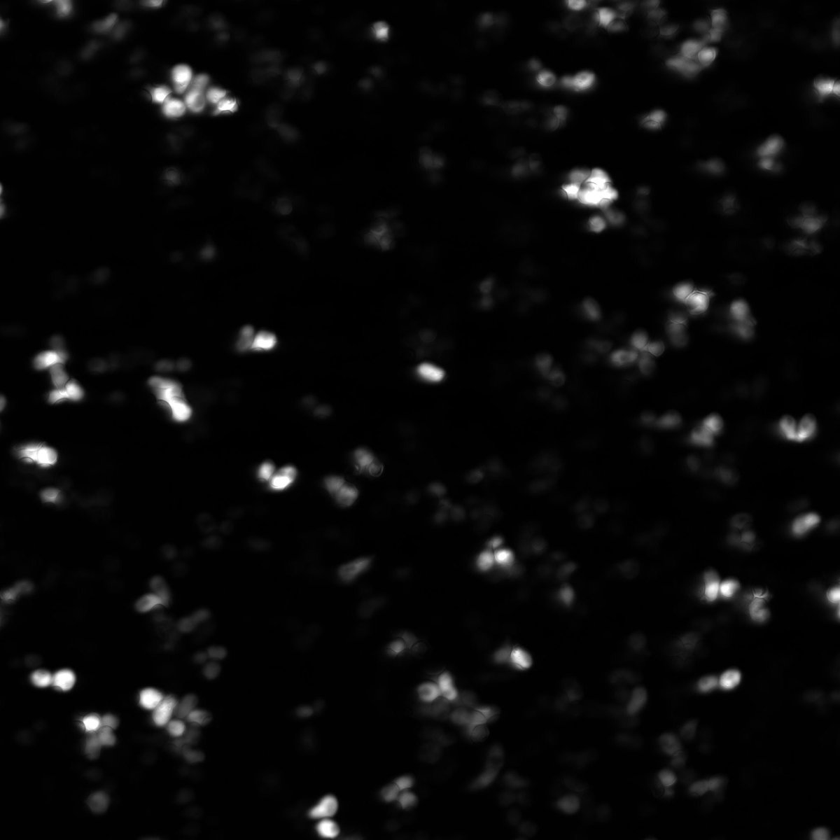 Ethan Perlstein bio/acc (@eperlste) on Twitter photo Data hot off the presses!
We performed a screen to assess the activation of a GPCR signaling pathway in a GNAO1/GPA1 yeast avatar with reduced pathway activity at baseline.
Hit 1 (left) versus untreated control (right) Data hot off the presses!
We performed a screen to assess the activation of a GPCR signaling pathway in a GNAO1/GPA1 yeast avatar with reduced pathway activity at baseline.
Hit 1 (left) versus untreated control (right)
