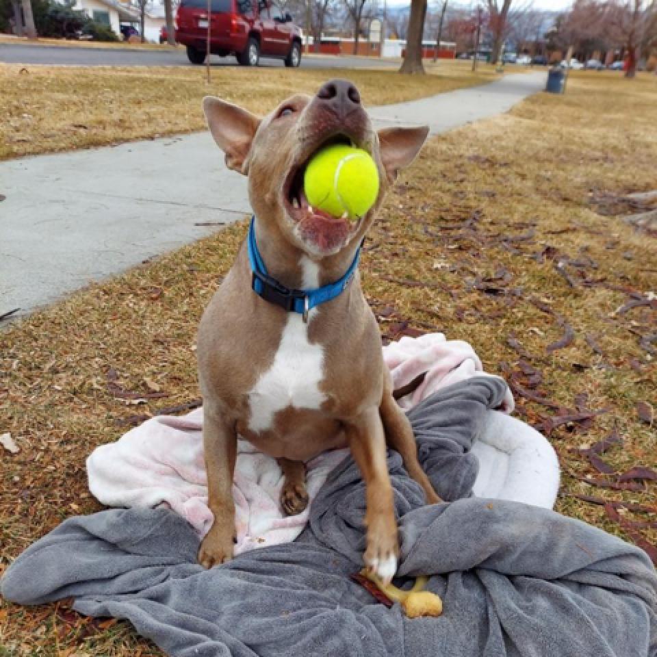 RoiceHurst's tweet image. Layla is just as puzzled as we are about why she hasn't been adopted yet! This joyful house hippo joined us 84 days ago after she was hit by a car. Now, she's living the good life in foster care and hopes to find love by Valentine's Day!💕 Learn more: shelterluv.com/embed/animal/R…