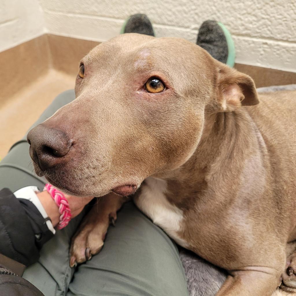 RoiceHurst's tweet image. Layla is just as puzzled as we are about why she hasn't been adopted yet! This joyful house hippo joined us 84 days ago after she was hit by a car. Now, she's living the good life in foster care and hopes to find love by Valentine's Day!💕 Learn more: shelterluv.com/embed/animal/R…