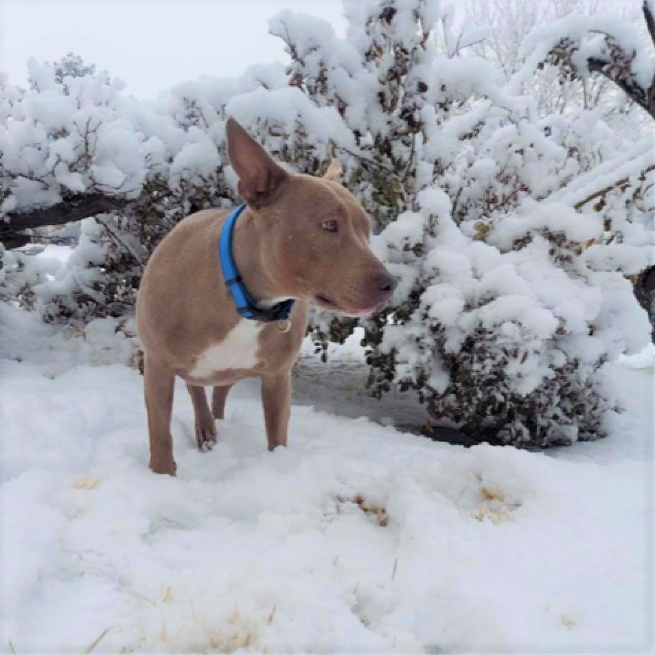 RoiceHurst's tweet image. Layla is just as puzzled as we are about why she hasn't been adopted yet! This joyful house hippo joined us 84 days ago after she was hit by a car. Now, she's living the good life in foster care and hopes to find love by Valentine's Day!💕 Learn more: shelterluv.com/embed/animal/R…