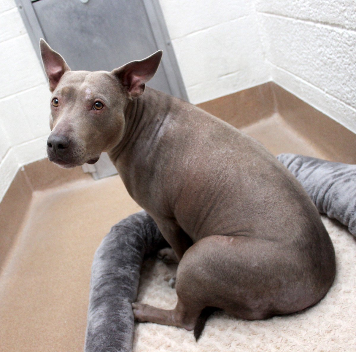 RoiceHurst's tweet image. Layla is just as puzzled as we are about why she hasn't been adopted yet! This joyful house hippo joined us 84 days ago after she was hit by a car. Now, she's living the good life in foster care and hopes to find love by Valentine's Day!💕 Learn more: shelterluv.com/embed/animal/R…