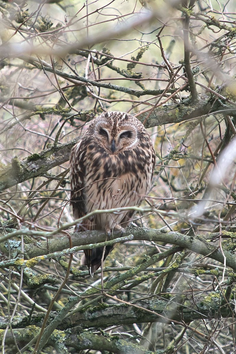 NeilBew's tweet image. Eldernell/RSPB Nene Washes today. Need to look hard for the LEO!