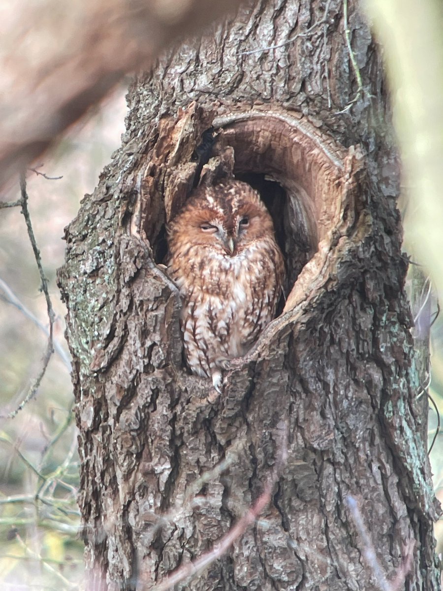 NeilBew's tweet image. Eldernell/RSPB Nene Washes today. Need to look hard for the LEO!