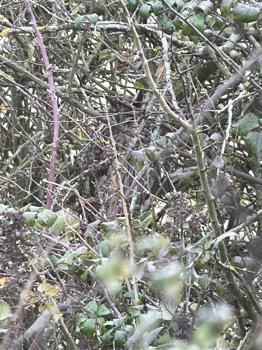 NeilBew's tweet image. Eldernell/RSPB Nene Washes today. Need to look hard for the LEO!