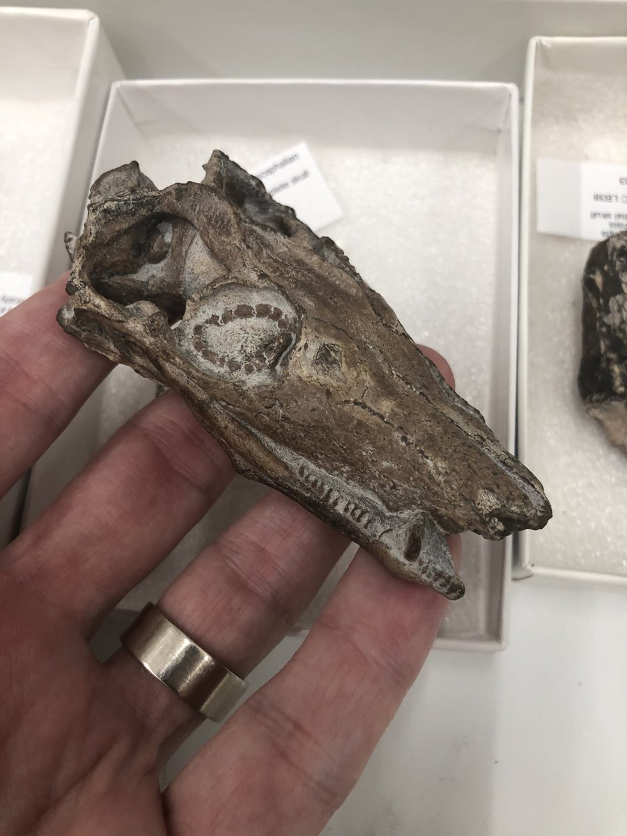 Brandon Peecook tweet media