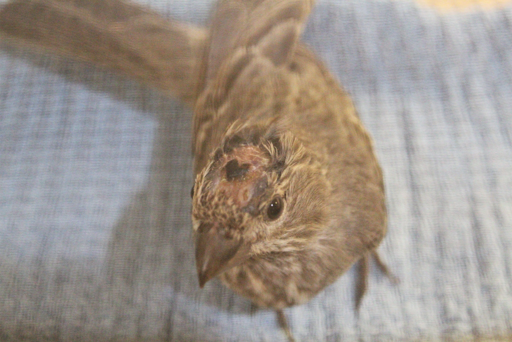 Greenwood_CO's tweet photo. Story of a #HouseFinch:

Then: Collision. Head trauma. Scalp injury.

Now: Heart-shaped scab. Powers of medical-grade honey. Assortment of seeds. Escape artist.

Feed an injured bird, like this finch, with a Valentine’s Day card below:

https://t.co/5FytGyIAS0 

#PatientOfTheWeek https://t.co/geaIjgenI4