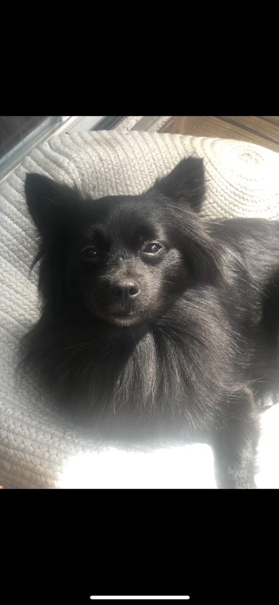 SCARNYorg's tweet photo. Hi I’m Angelina! I just wanted to let you know that we will be back at the Levittown Petsmart tomorrow from 11-2 for our adoption event! My new friends and I are ready to find our furever homes! https://t.co/a29kiXd0WI