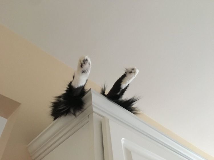 Cat Dealer on Twitter