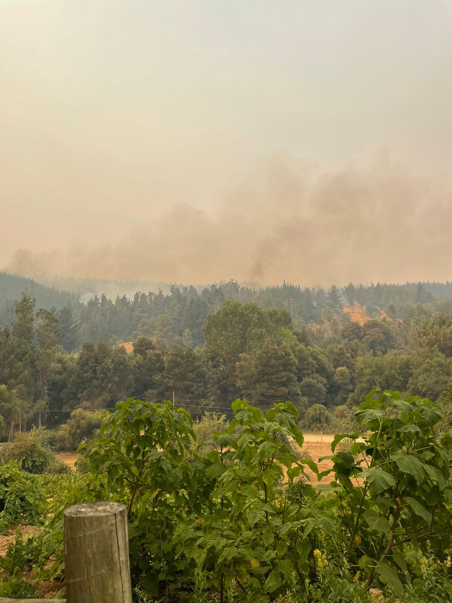 Flarkas's tweet image. #coelemu, km5 camino el roble, no hay brigadistas ni bomberos. @MuniCoe  @Municoelemu #incendio #emergencia #bomberos @bomberoscoelem1 #bomberoscoelemu @bomberoscoelemu
