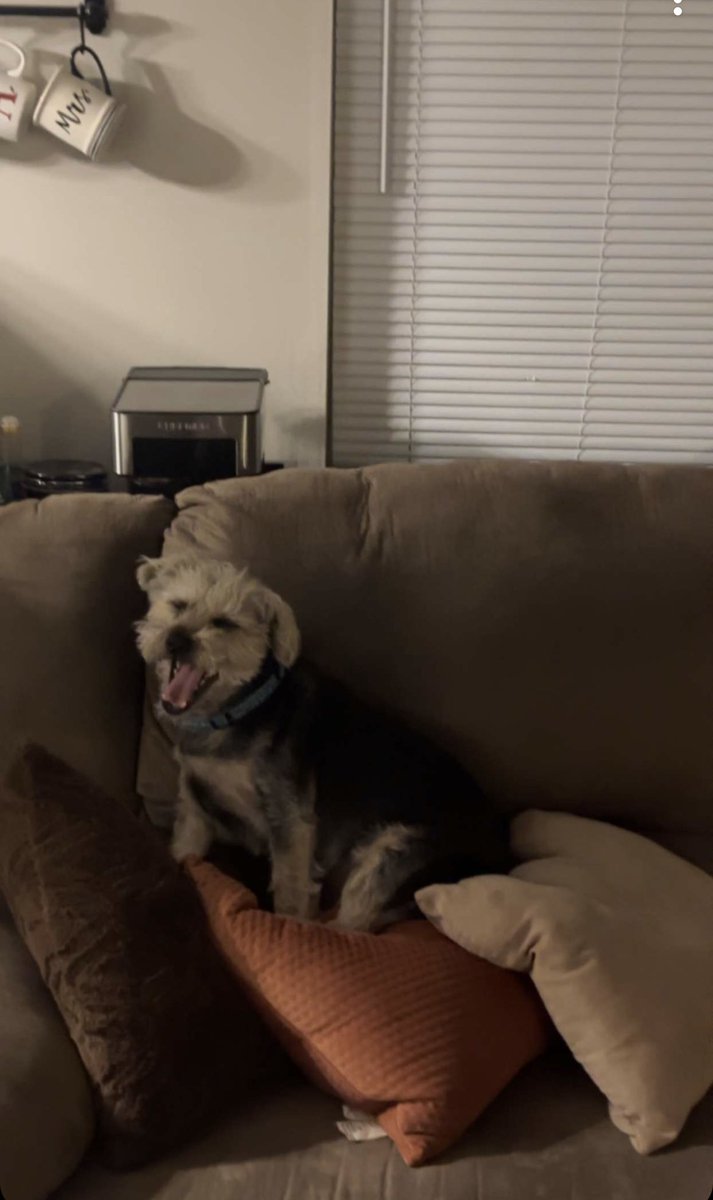 AliaBonTV's tweet image. I told @AaronE08 to stop letting Melo lay on my good pillows on the couch... 

Judging by these pics he sent, glad to see it's going well. 🙄😒 #dogmomprobs