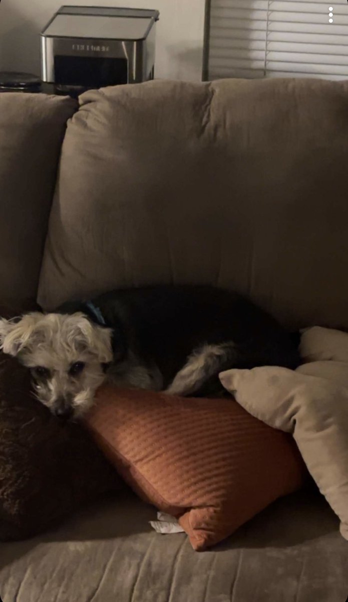 AliaBonTV's tweet image. I told @AaronE08 to stop letting Melo lay on my good pillows on the couch... 

Judging by these pics he sent, glad to see it's going well. 🙄😒 #dogmomprobs