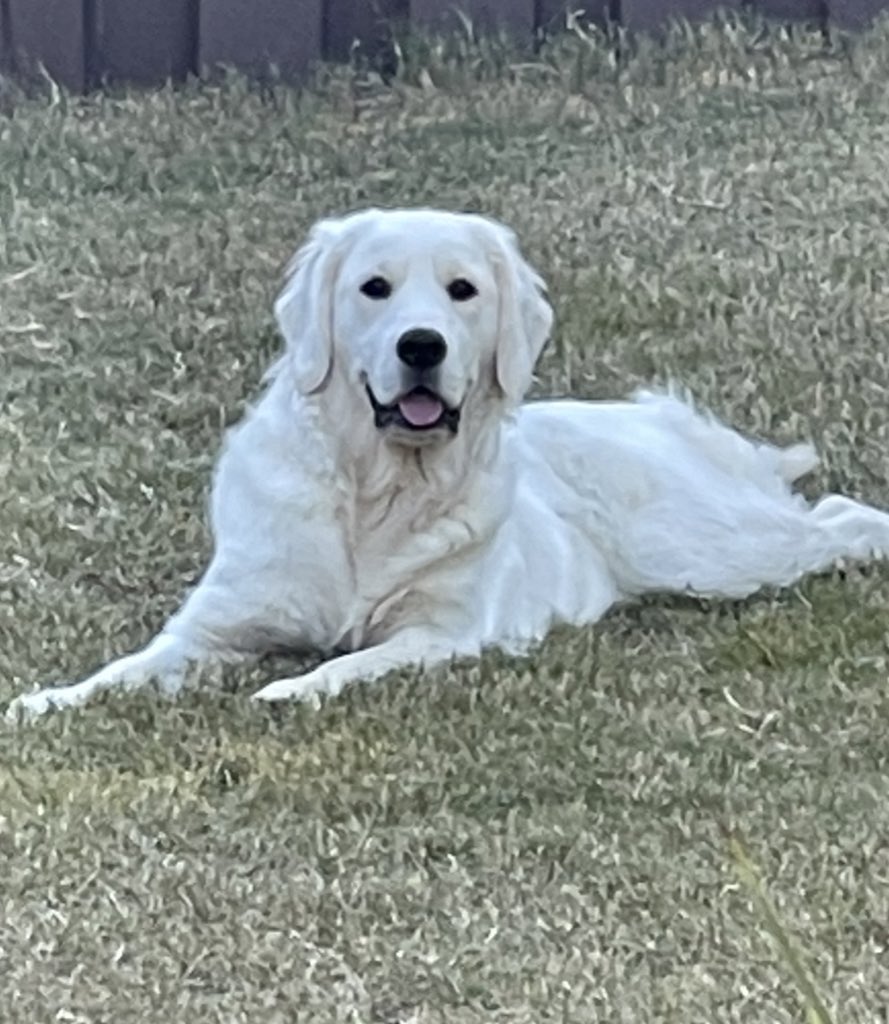 It’s National Golden Retriever day and I’m so happy my Pawrents chose me! They tell me I’m a sweet Angel baby and a blessing. Who saved who? #NationalGoldenRetrieverDay #dogsoftwitter