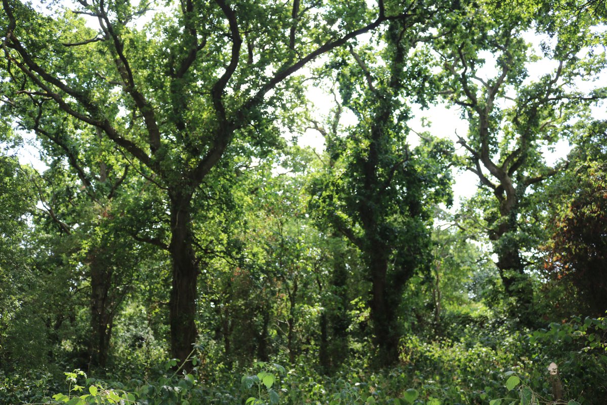 HomeWildlife's tweet photo. Planting #trees is often seen as the answer to #climatechange but the reality is not that simple. Trees are only a part of the solution and planting should be carefully planned. #lovetrees #seethebigpicture #NotOneSolution #greenwashing #naturalhabitat
https://t.co/cQLmbJ6Pmo https://t.co/iRNYyrOBF0