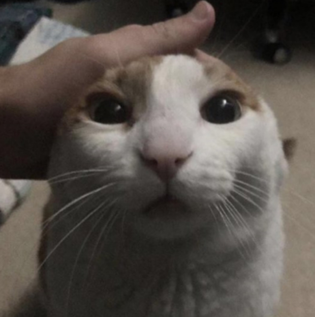 Me Petting My Cat Bot tweet media