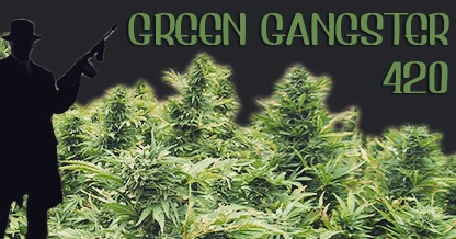 We've got the supplies to fix your head and redden your eyes. 
greengangster420.com
#cannabis #mmj #cbd