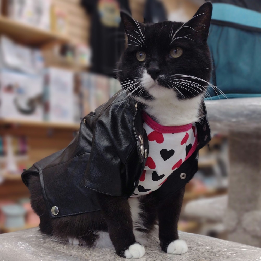 OneSpoiledKitty's tweet photo. Store kitty Curious got those Friyay Vibes in his leather jacket for cats at One Spoiled Kitty, 1325 Portage Ave in #Winnipeg #friyay #CatsofTwittter https://t.co/aShHXyccTR