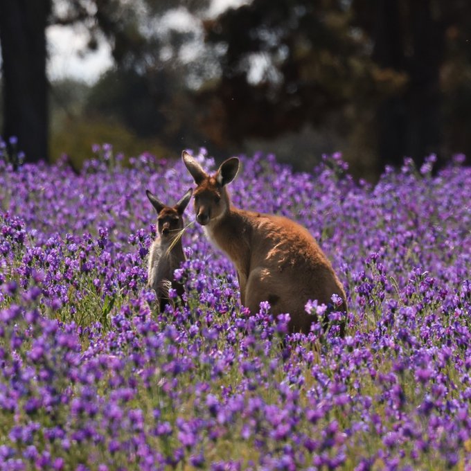 Yep, this one deserves to be framed! 💜  IG/sanjaya_nature_photography captured two beautiful kangaroos<a href="/tag/seeaustralia"class="tags"><span>#seeaustralia</span></a><a href="/tag/comeandsaygday"class="tags"><span>#comeandsaygday</span></a><a href="/tag/oolambeyannationalpark"class="tags"><span>#oolambeyannationalpark</span></a>