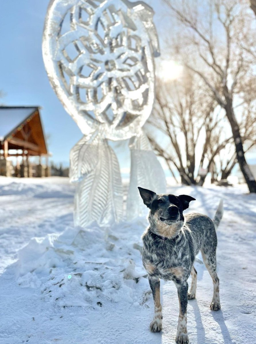 heelersbot tweet media