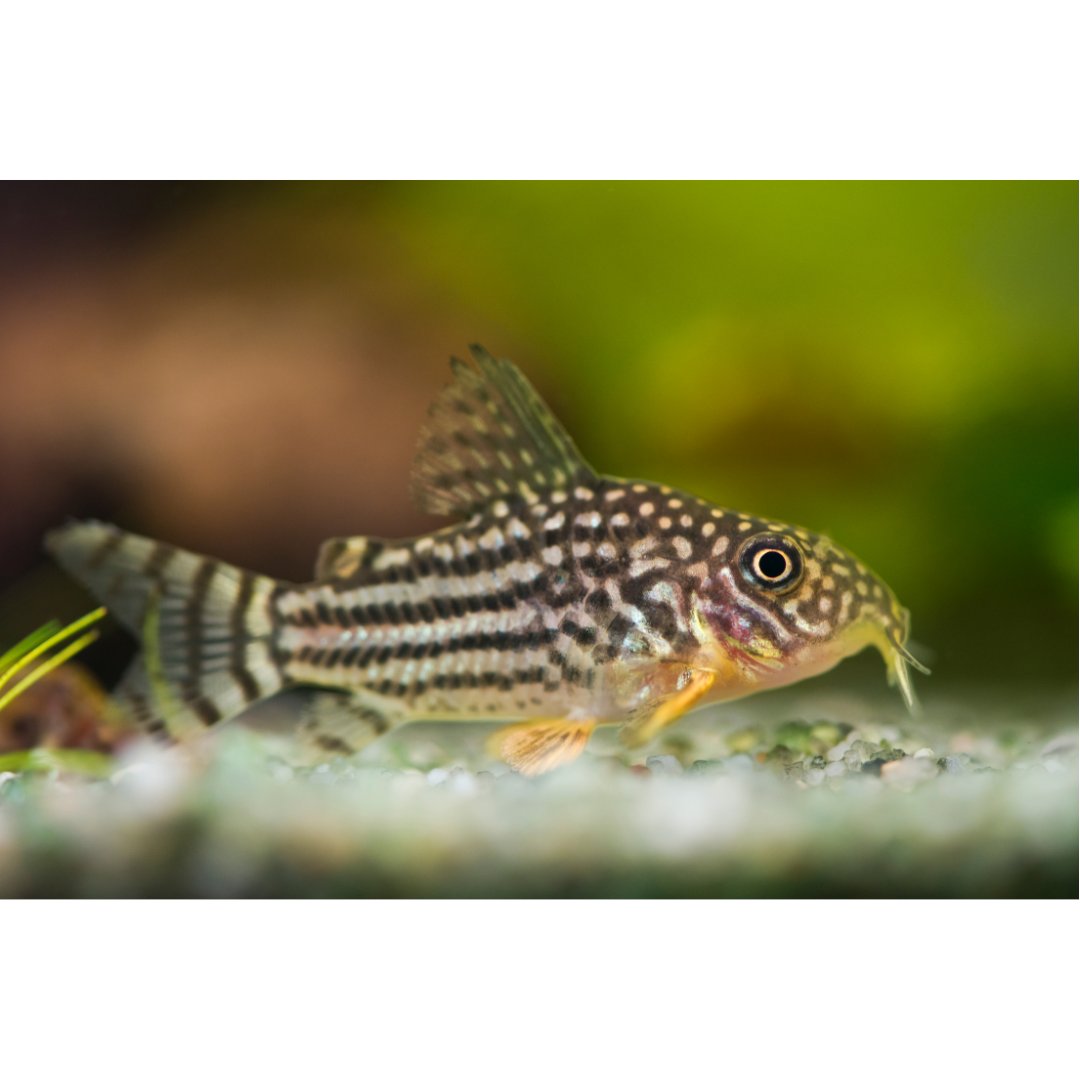 PFKmagazine's tweet image. Corydoras sterbai - loved for a reason. Just look at those spots.
#pfk #corydorassterbai