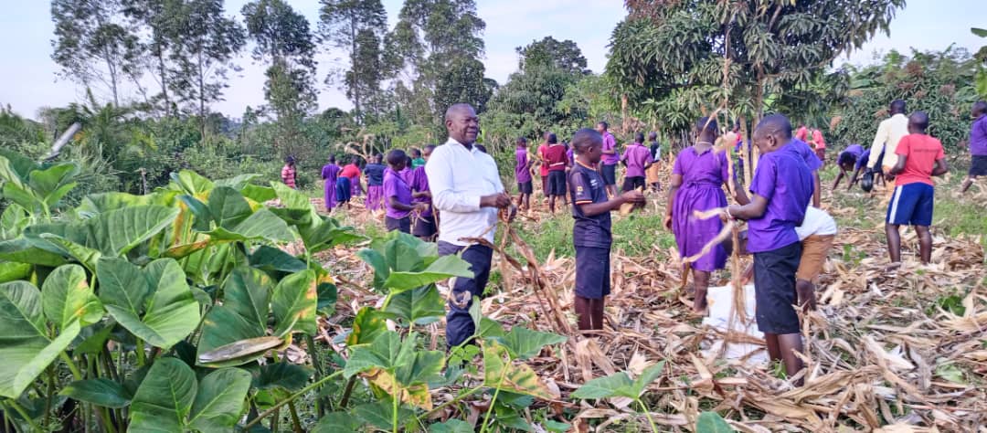 Lovely photos from Dominic 💚 His caption: 'Working with our kids to harvest the maize corn from our school garden. They love this so much.' 🌽🌽🌽🌽