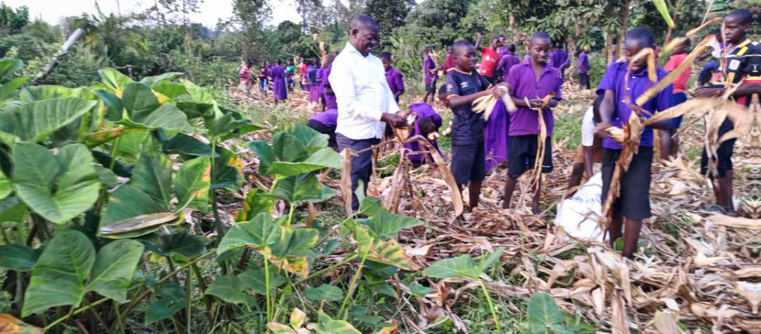 Unity15Strength's tweet image. Lovely photos from Dominic 💚 His caption: 'Working with our kids to harvest the maize corn from our school garden. They love this so much.' 🌽🌽🌽🌽
