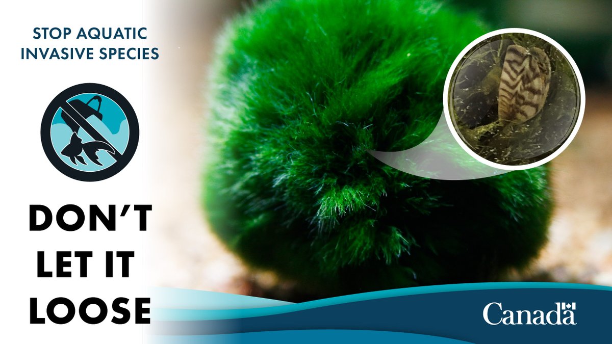 FishOceansCAN's tweet photo. #MossBalls are decorative aquarium plants that help improve water quality. But #DYK some moss balls in Canada have been infested by invasive mussels? You can take action to stop their spread and protect Canadian waters: https://t.co/vM3Eb7dYsv #DontLetItLoose https://t.co/ljbfgDovW6