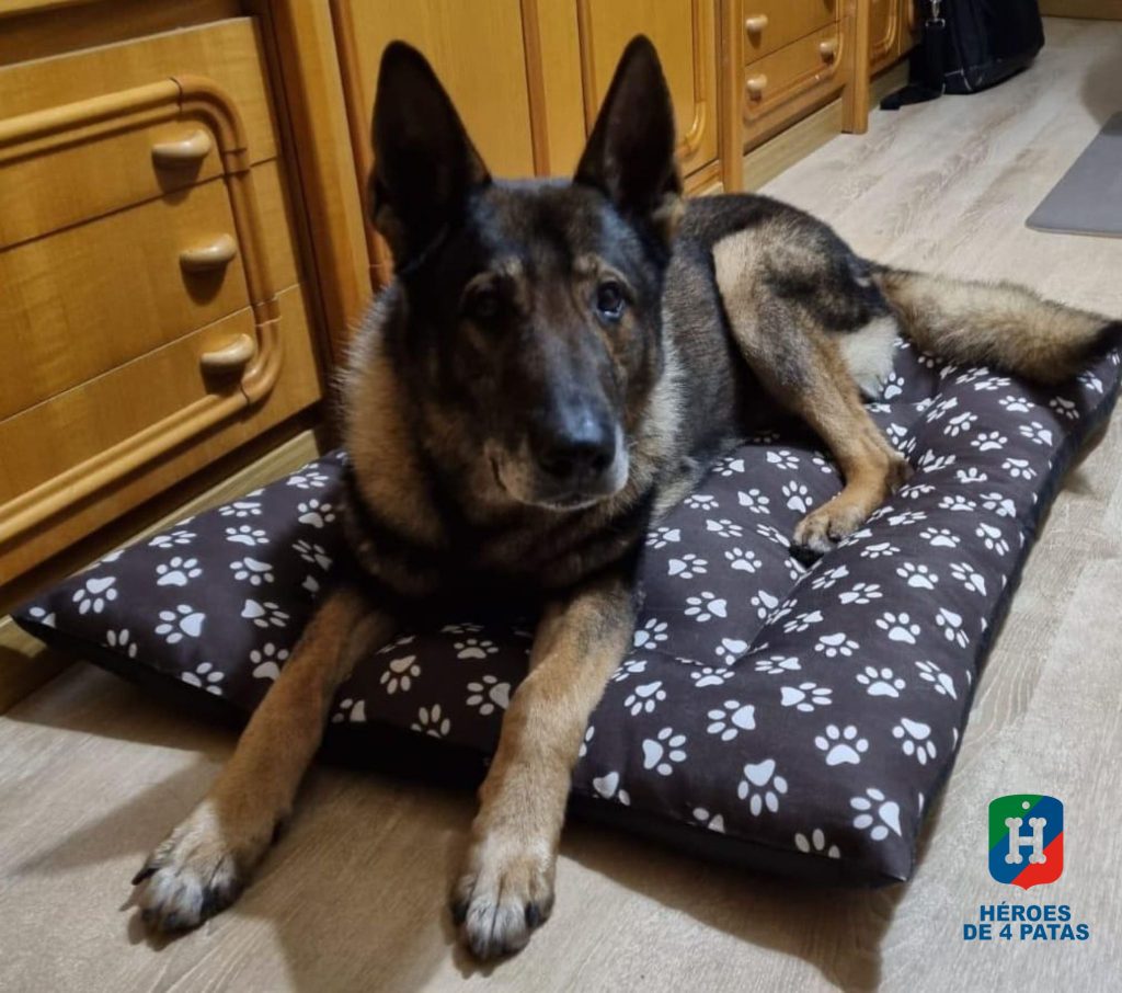 Guaje busca familia🤗

Este precioso <a href="/heroesde4patas/">Héroes de 4 Patas</a> está buscando una familia porque ha llegado el momento de su jubilación🐶

Se llama Guaje🦮
Tiene 12 añitos 
Es puro #amor💞

¿Quieres que forme parte de tu familia? ⤵
heroesde4patas.org/perro/guaje/

#WeLoveAnimals
#AdoptaunJubilado