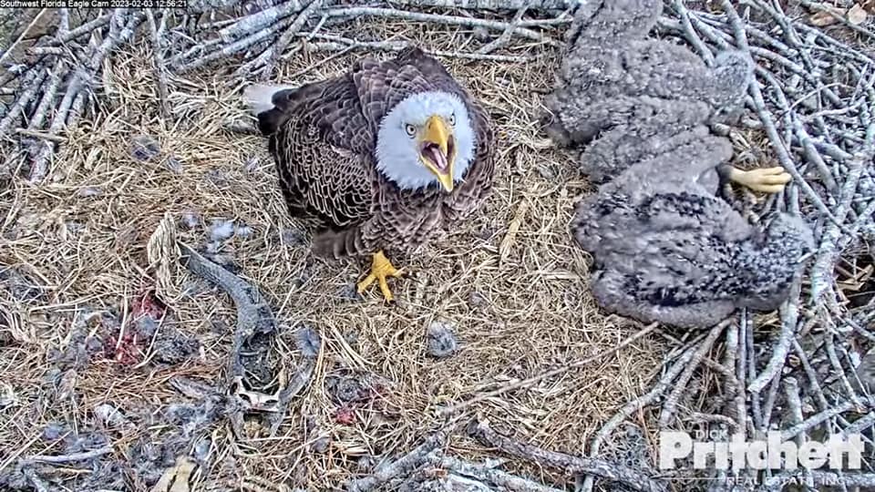 Carteles Nublado Activamente SWFL Eagle Cam on Twitter: "Harriet, our dedicated & loyal matriarch, has not been seen in the nest area since yesterday late afternoon. While M defends & protects the nest solo, all Carteles Nublado Activamente SWFL Eagle Cam on Twitter: "Harriet, our dedicated & loyal matriarch, has not been seen in the nest area since yesterday late afternoon. While M defends & protects the nest solo, all
