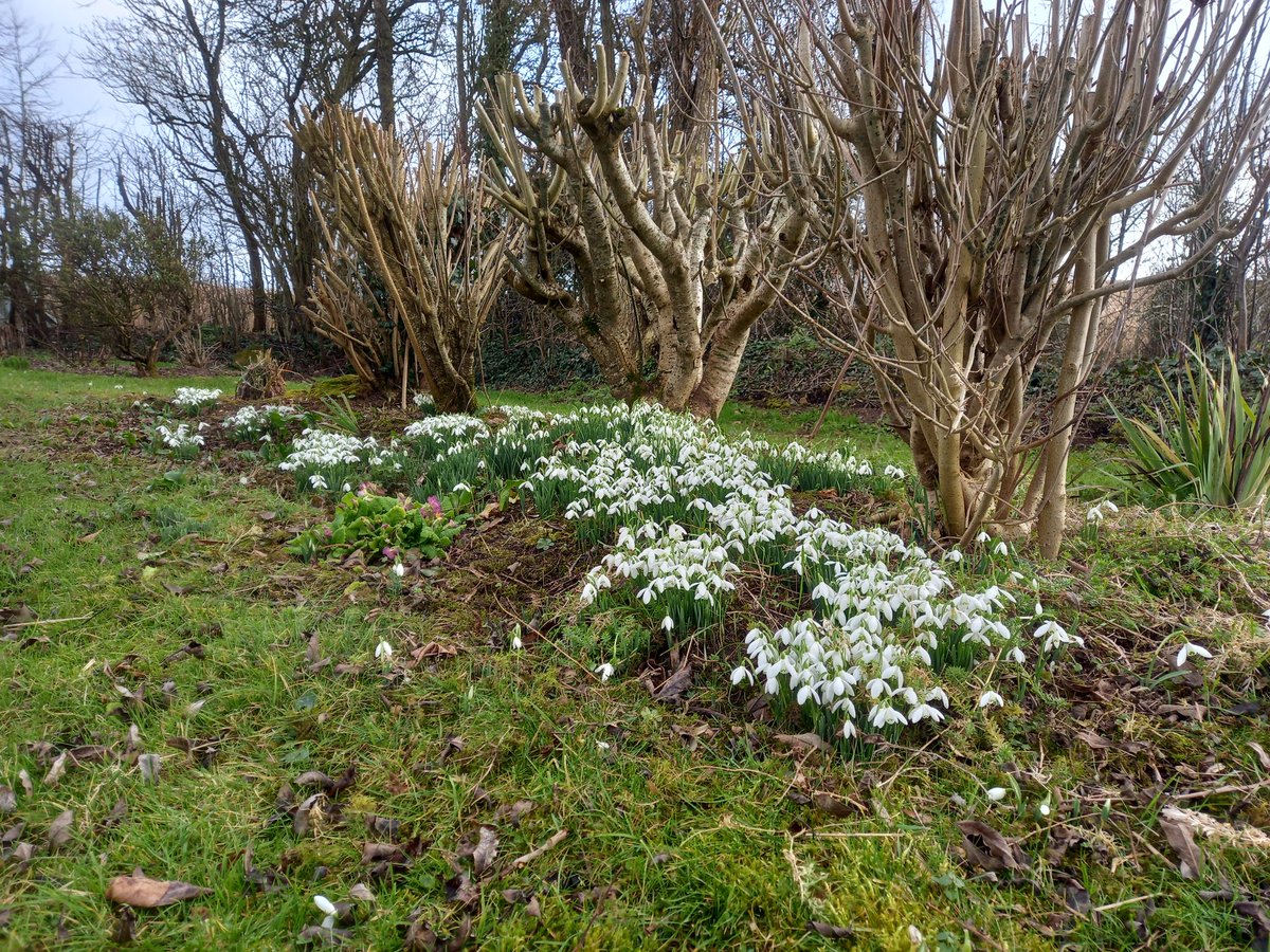 Lovely example of a blanket of snowdrops. Spring is on the way! 🙏🏻👍🏻