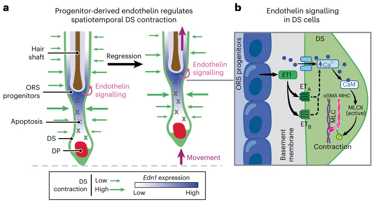 Mount Sinai Stem Cell tweet media
