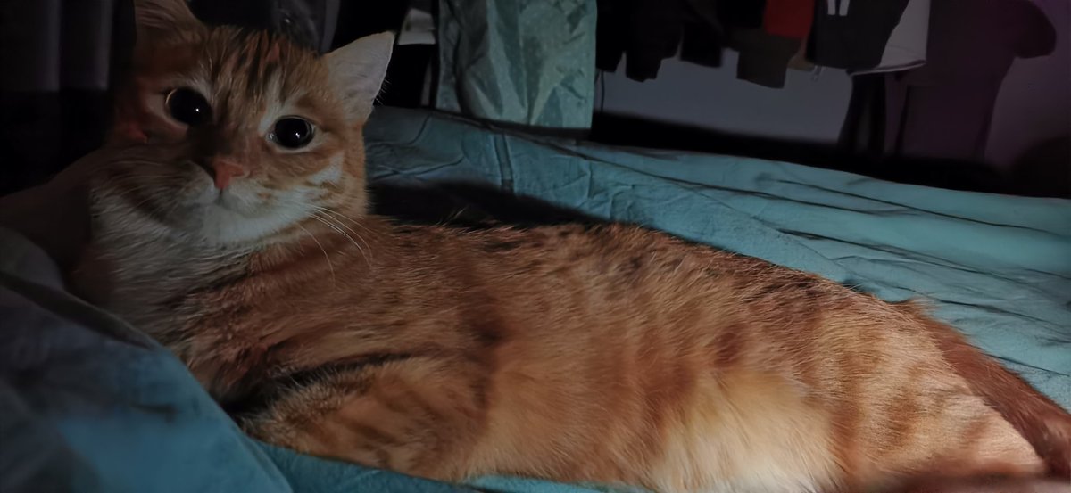 Hi dear，
but I really can't sleep.
Thank you for your company, which makes me feel that the night is not so long.
#goodnight #Cat