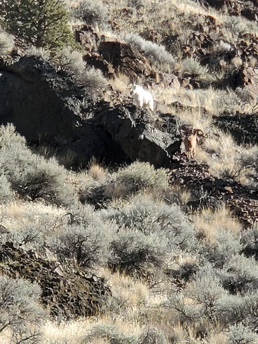 nafamoso_paleo's tweet image. Our #MountainGoat has a #BighornSheep frienemy!