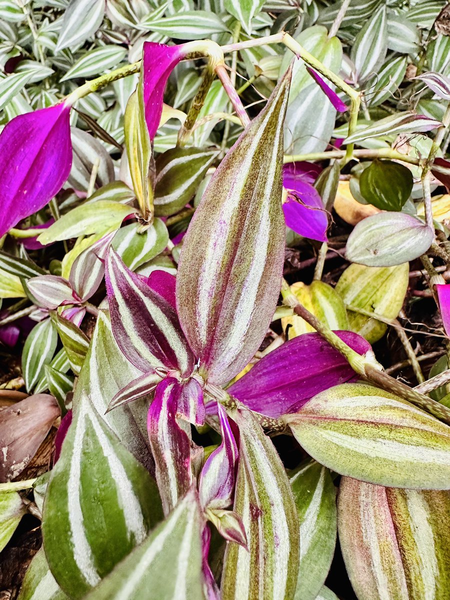 PassionTgreen's tweet photo. Tradescantia zebrina (4) CUTTINGS at a low price 🤩🪴 We Ship to USA, PR & US Virgin Islands 🚚🇺🇸🇵🇷
La tenemos !!! Tradescantia zebrina (4) Esquejes a muy bajo costo 🫠 Hacemos envíos a PR, EU & Islas virgenes 🚚🇺🇸🇵🇷 #etsyseller #etsyshop #dayflower #Spiderworts #inchplant https://t.co/fMnZwXytWN
