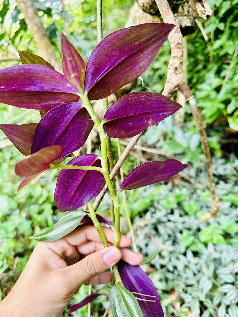 PassionTgreen's tweet photo. Tradescantia zebrina (4) CUTTINGS at a low price 🤩🪴 We Ship to USA, PR & US Virgin Islands 🚚🇺🇸🇵🇷
La tenemos !!! Tradescantia zebrina (4) Esquejes a muy bajo costo 🫠 Hacemos envíos a PR, EU & Islas virgenes 🚚🇺🇸🇵🇷 #etsyseller #etsyshop #dayflower #Spiderworts #inchplant https://t.co/fMnZwXytWN