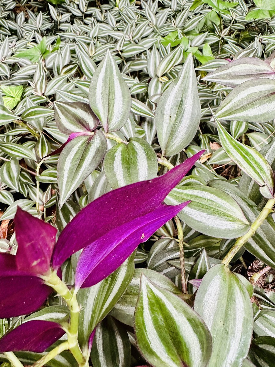 PassionTgreen's tweet photo. Tradescantia zebrina (4) CUTTINGS at a low price 🤩🪴 We Ship to USA, PR & US Virgin Islands 🚚🇺🇸🇵🇷
La tenemos !!! Tradescantia zebrina (4) Esquejes a muy bajo costo 🫠 Hacemos envíos a PR, EU & Islas virgenes 🚚🇺🇸🇵🇷 #etsyseller #etsyshop #dayflower #Spiderworts #inchplant https://t.co/fMnZwXytWN
