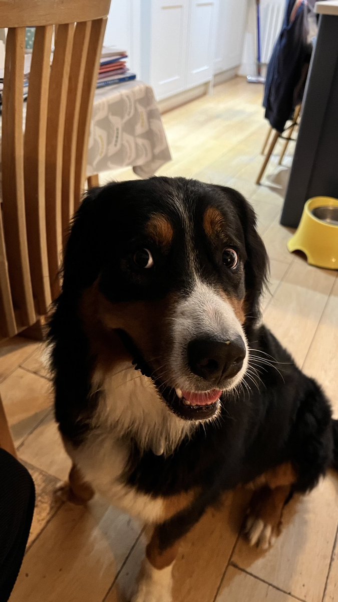 Maggie Dog tweet media