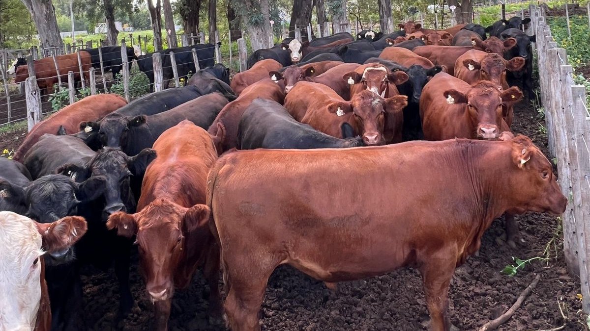 alfredosmondino's tweet photo. 𝗥𝗘𝗠𝗔𝗧𝗘 𝗙𝗘𝗥𝗜𝗔 𝗠𝗘𝗡𝗦𝗨𝗔𝗟 🐮🔥
𝗩𝗶𝗹𝗹𝗮 𝗛𝘂𝗶𝗱𝗼𝗯𝗿𝗼

📷 Postales del Primer Remate del año, desde la localidad de Villa Huidobro, Provincia de Córdoba.

#remate #campoargentino #hacienda #ASM40Años https://t.co/9K221XMPjk