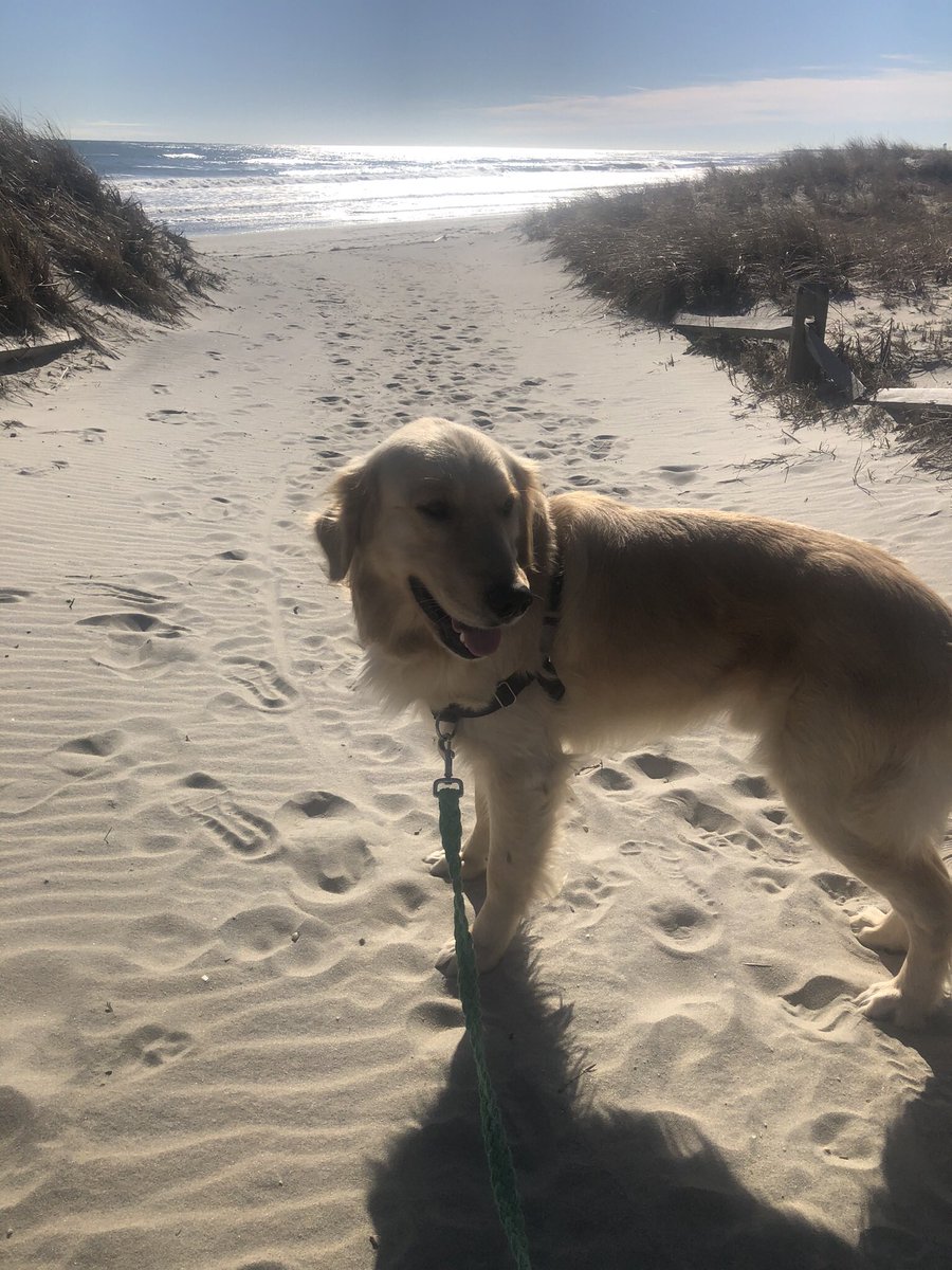 JeansB310's tweet photo. @TheGoldenRatio4 This is Coop. I adopted him 2 weeks ago https://t.co/iPdtA1D0vN