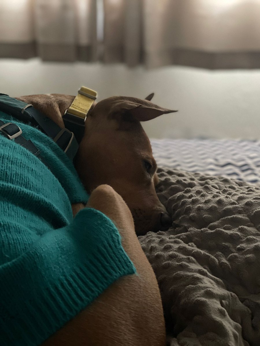pranshu256's tweet photo. An unintended side effect of teaching the dog to ask for permission before jumping on the bed is that it now happens at 2:45am. And it happens loudly. And no response within a minute is taken as a yes. #dogsoftwitter https://t.co/VRFTtsY9ad